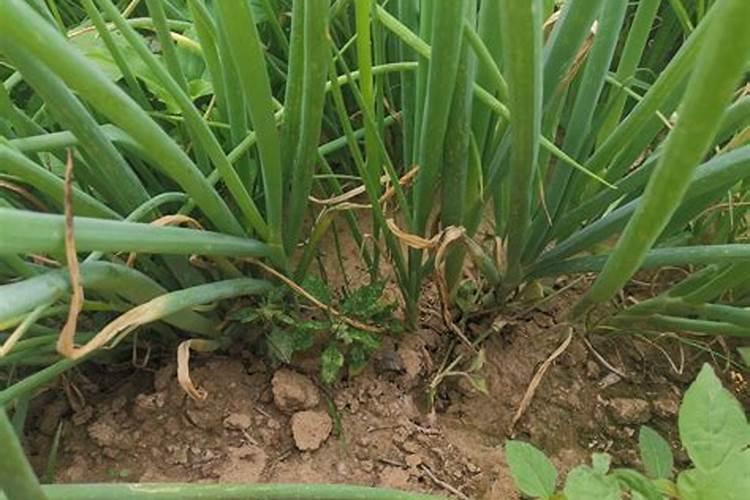 如何防治红葱烧尖