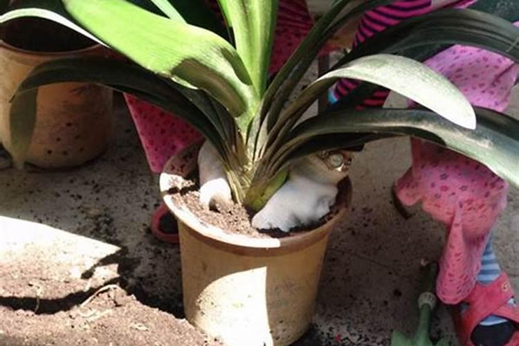 冬天怎样给君子兰施肥