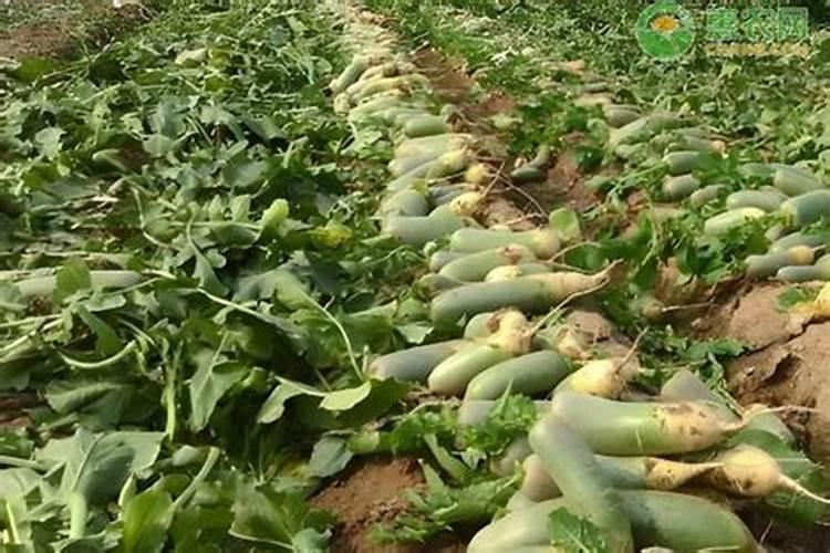 栽菜什么时候施肥比较合适？