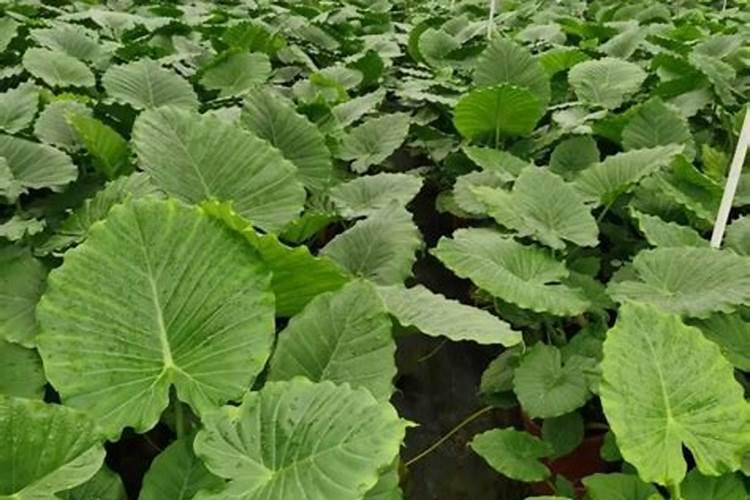 象耳芋可以用硼肥防虫片吗