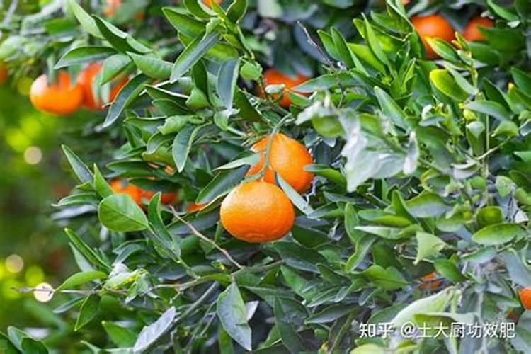 发财树能喷磷酸二氢钾叶面肥吗？