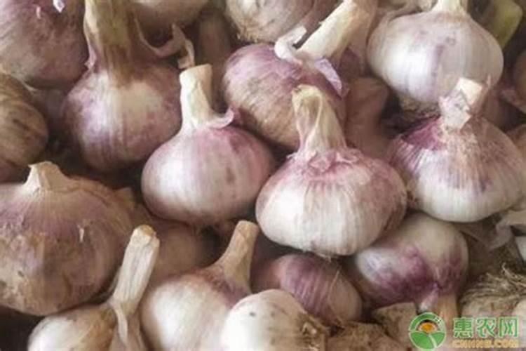 钾肥种蒜头好吗怎么种？