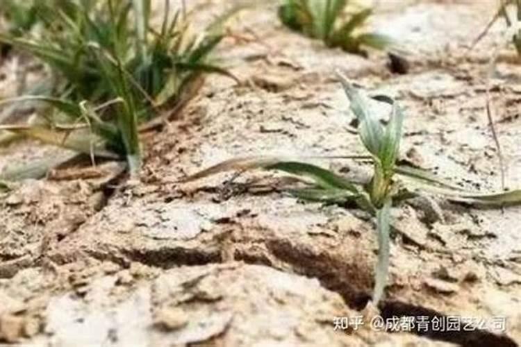 氯化钾会不会使土壤板结