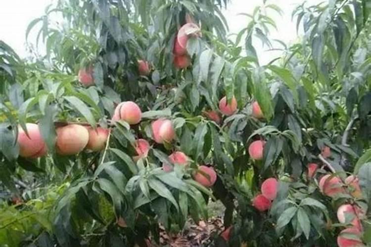 桃树秋施基肥每亩用量