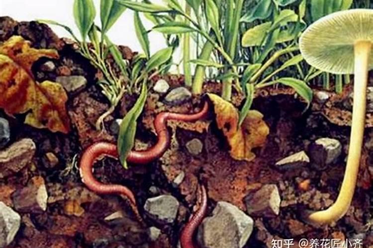 把蚯蚓放入土里当肥料这样科学吗？