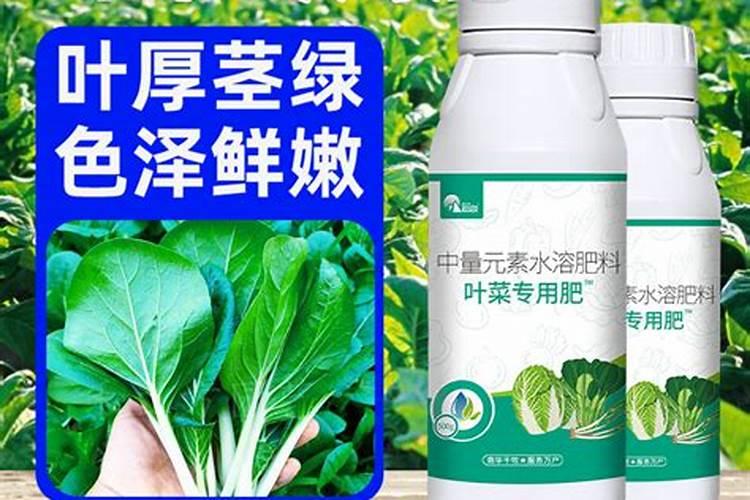 油麦菜的叶发黄用什么叶面肥好些？