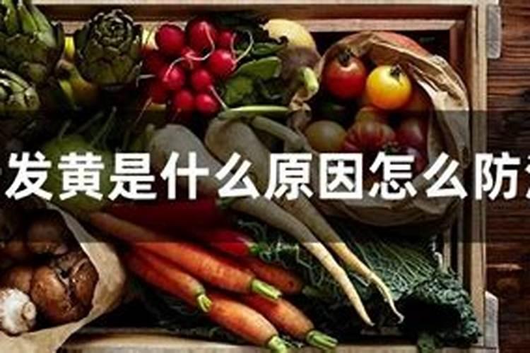 你好油麦菜叶黄是什么原因？怎么防治？