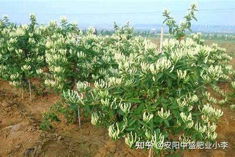 金银花树上什么肥料好？