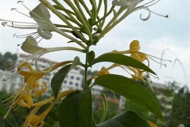 树型金银花施哪种底肥？树型金银花该如何追肥？