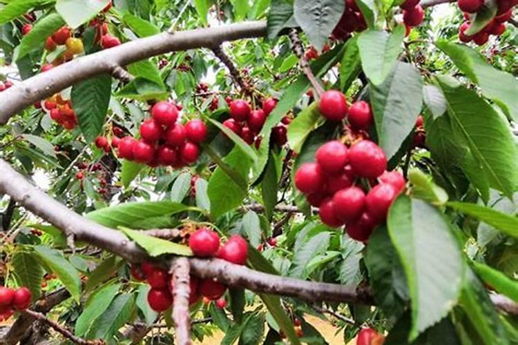 樱桃树只长樱桃不长叶子怎么办？