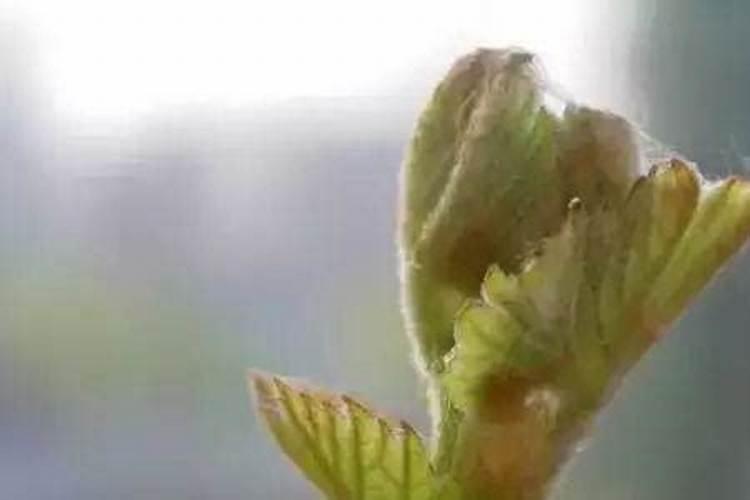 葡萄秧发芽后不爱长怎么回事