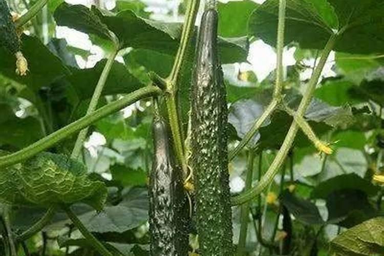 黄瓜开花后能不能施肥