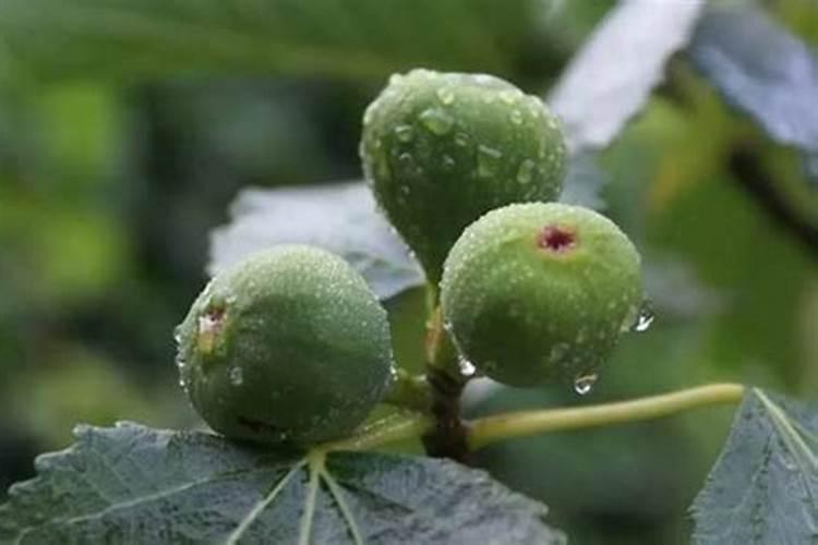 无花果树被盐水浸了怎么才能救活呢？