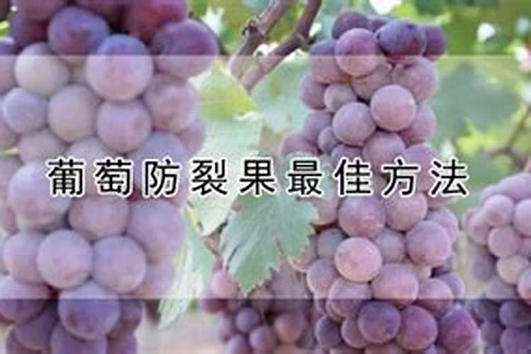 葡萄防裂果最佳方法