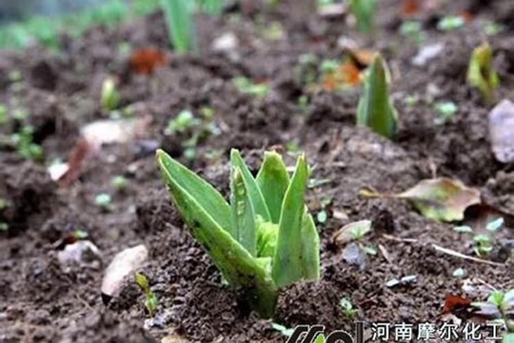 水溶肥适合哪种花卉施肥？