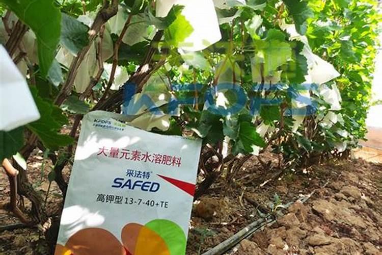 推荐一些适合茉莉花的水溶肥品牌