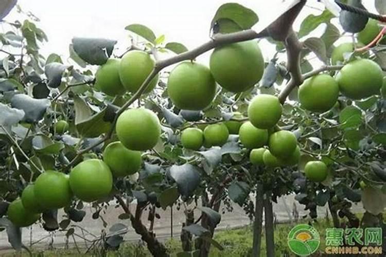 青枣怎么种植 青枣如何种植