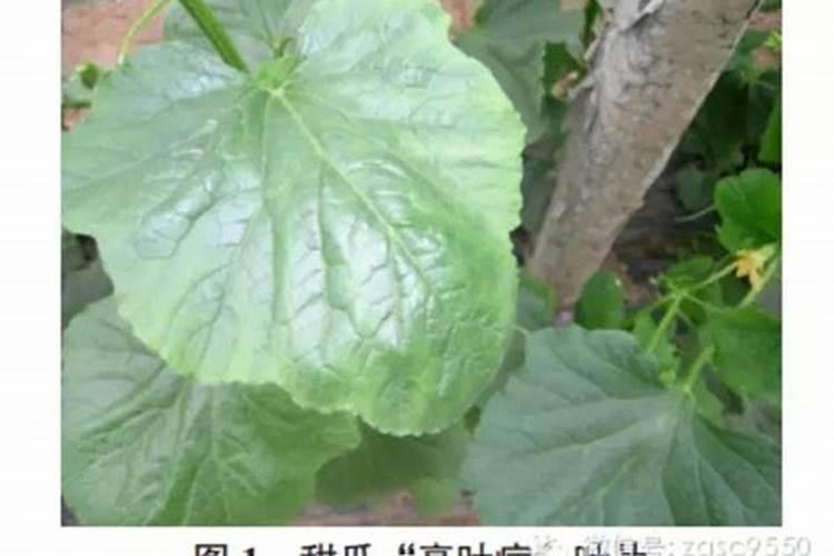 甜瓜九片叶子可以喷硼肥吗？