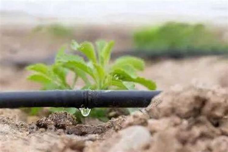 大量 元素水溶肥滴灌红薯可以吗一亩地用多少