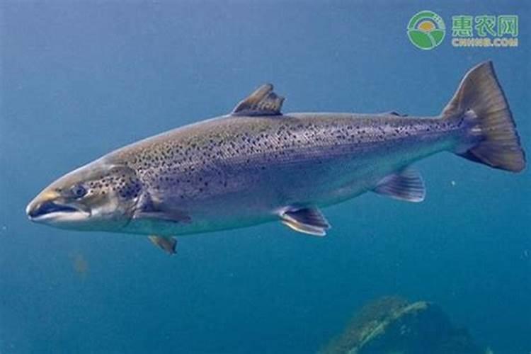鲑鱼是什么鱼？鲑鱼多少钱一斤