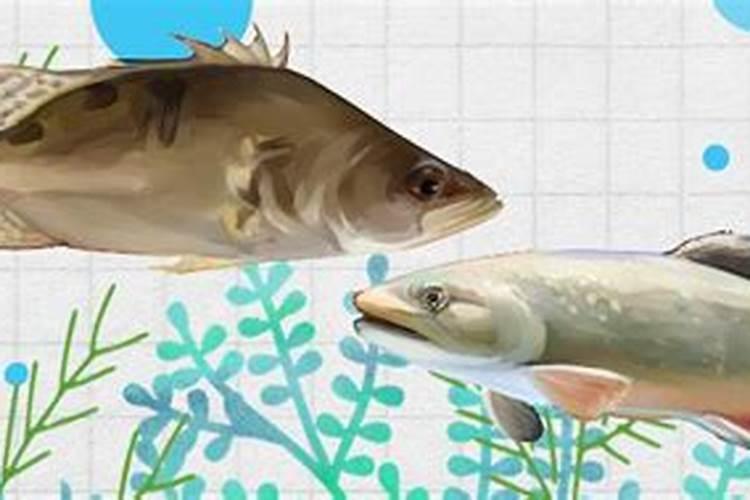 桂鱼和鲑鱼一样吗,有什么区别