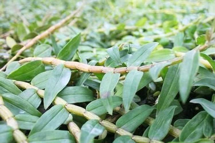 澳洲香水石斛施什么肥？