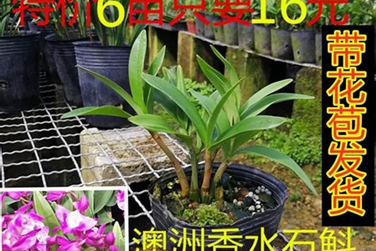 澳洲香水石斛栽培基质用什么来栽