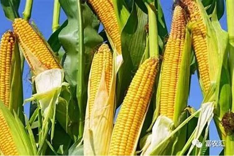 玉米种植钙镁磷肥多少钱一亩呢？