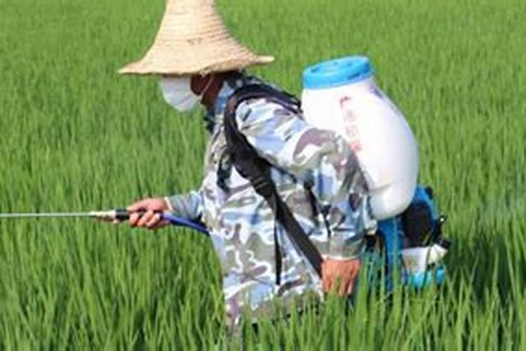 甲壳素叶面喷施的好处