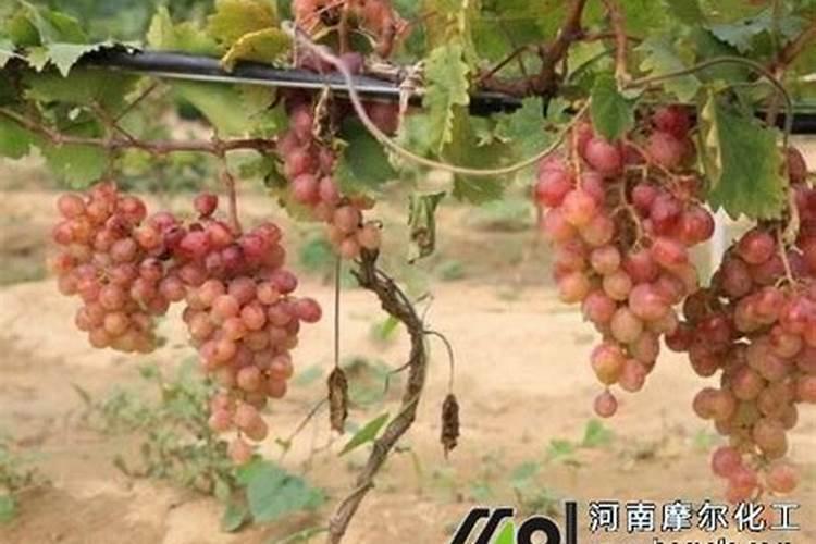 葡萄谢花后施什么肥好 一亩地510公斤