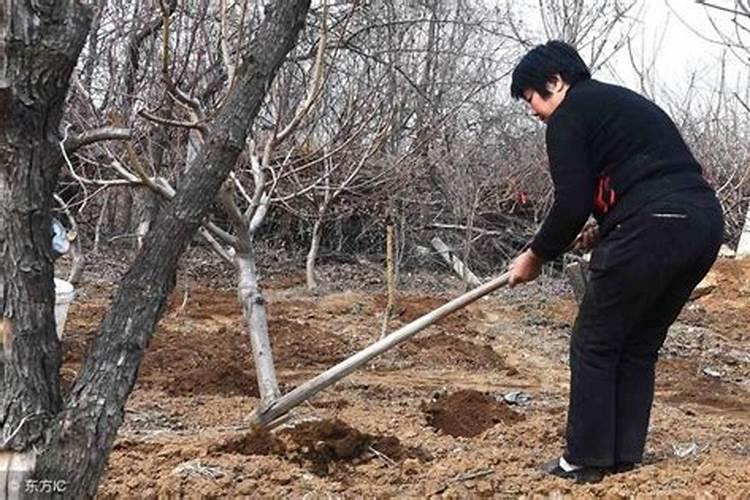 果树冬天施肥能吸收吗？