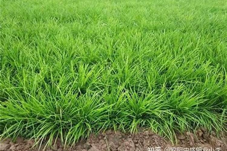 麦冬现在兰肥料用什么化肥最好