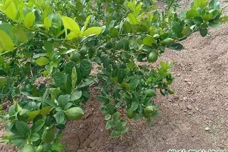 发酵油枯可以给柠檬树施肥料吗