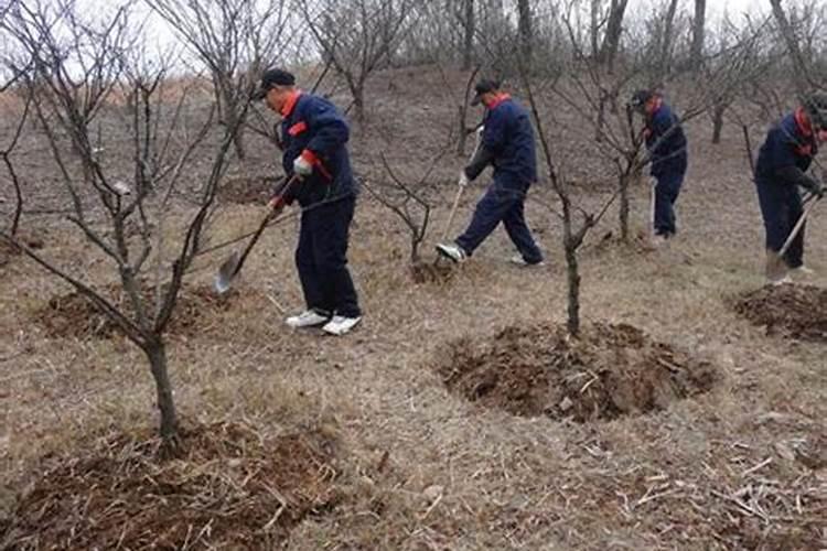 冬季果树施肥技术有哪些