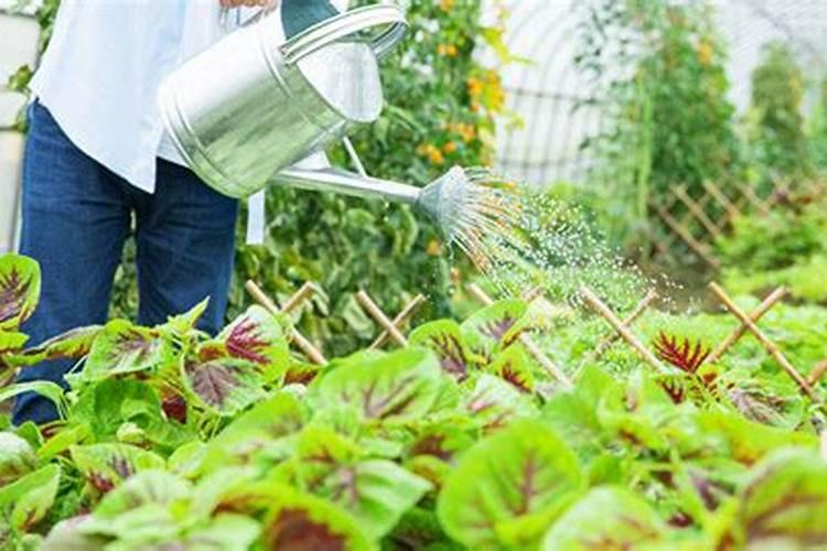 复合肥是撒表面还是埋土里