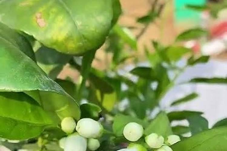 矿物油不能和哪些农药混用