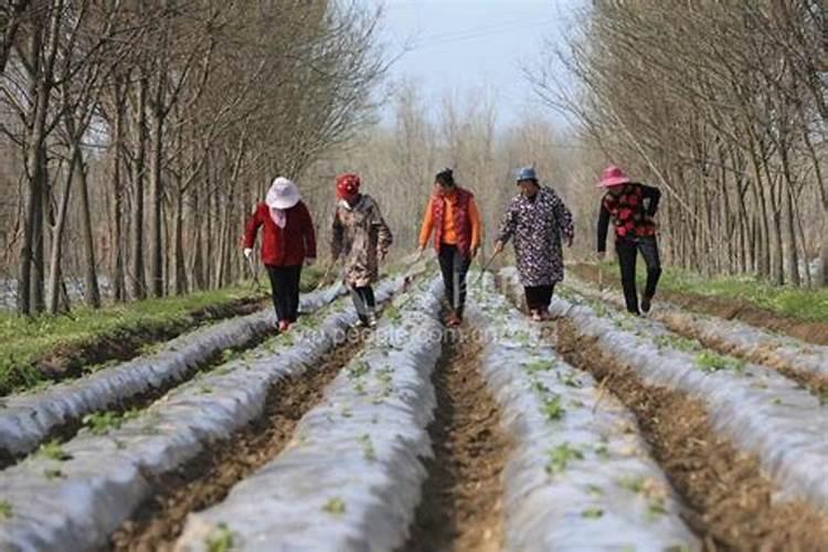 红小豆开花后如何进行田间管理