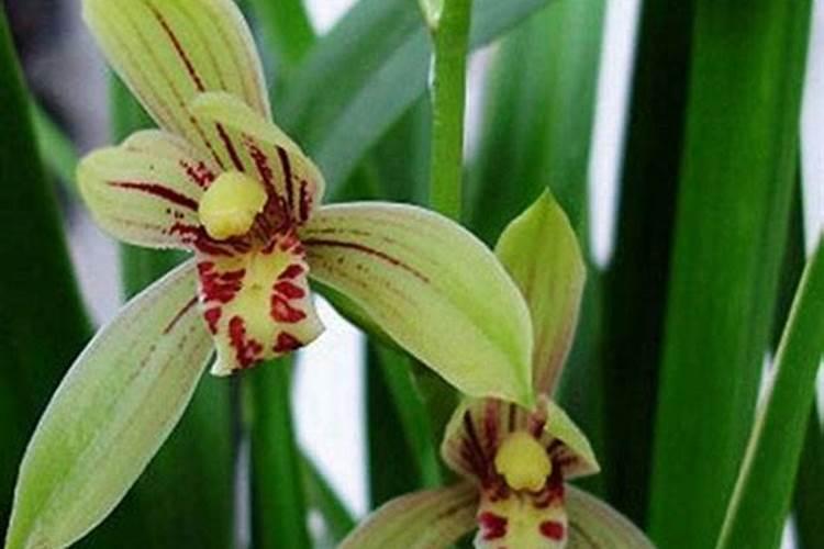 建兰花磷肥正确使用方法和用量