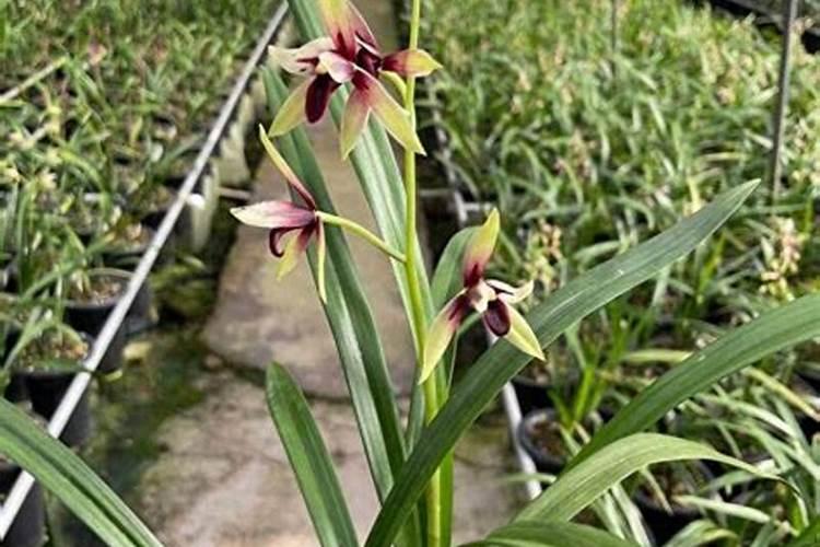 建兰兰花花谢后怎样施肥