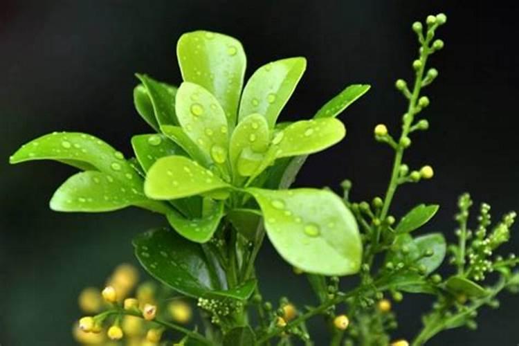 米兰掉叶后可以用氮肥吗为什么？