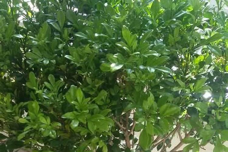 米兰花掉叶子怎么办？