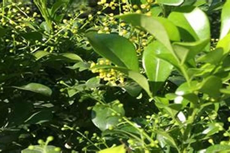 米兰掉叶子怎样才能恢复枝繁叶茂