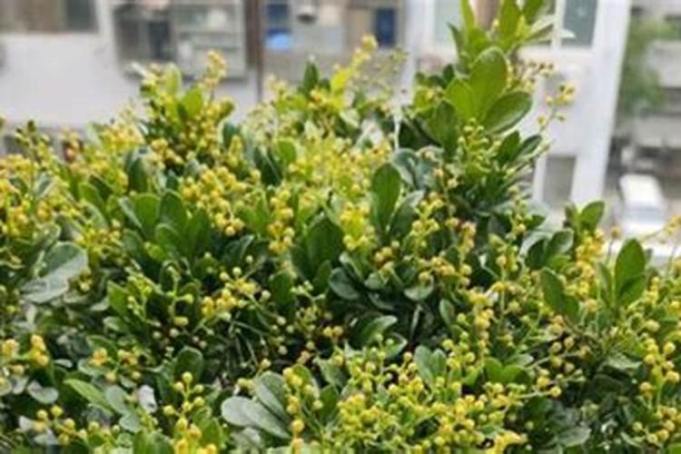 米兰花黄叶掉叶子怎么挽救