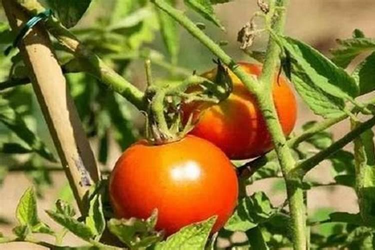 番茄叶子卷曲皱缩氮肥过多怎么办？