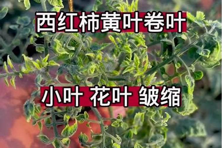番茄叶子卷曲原因与处理方法