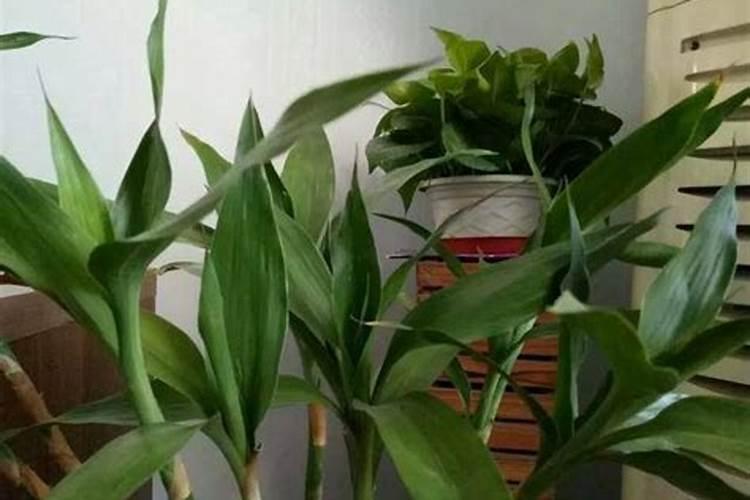 富贵竹喜欢钾肥还是氮肥呢？