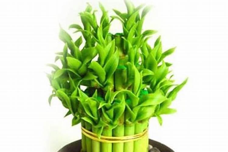 园艺郎君:富贵竹这样养,绿油油节节高,越长越旺