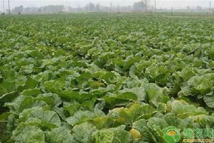 白菜后期施什么肥