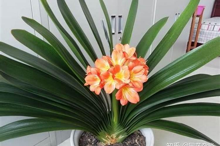 君子兰用什么肥料好开花？