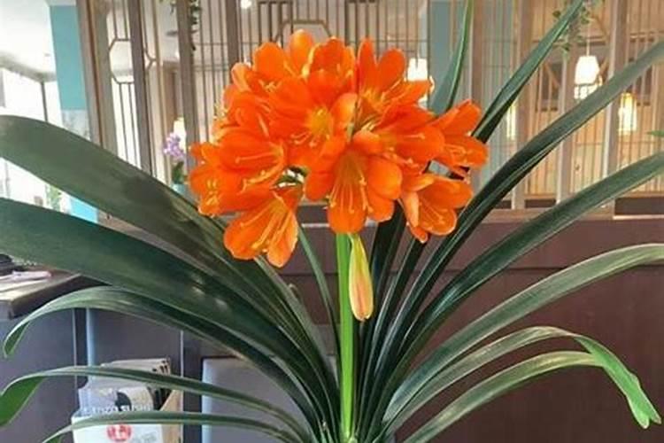 君子兰开花需要什么肥料